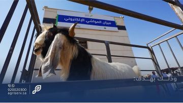 نقطة تحول في أسواق الماشية.. البيع بالوزن يبدأ رسميا وميزان العزيزية يشرح الآلية نقطة تحول في أسواق الماشية.. البيع بالوزن يبدأ رسميا وميزان العزيزية يشرح الآلية