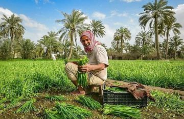 المسند: زراعات يونيو تتوزع بين الطماطم في المرتفعات والذرة الرفيعة في عرواتها المتأخرة