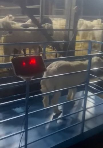 بدء تطبيق البيع بالأوزان في أسواق مواشي الطائف.. وأجهزة في بعض الحظائر