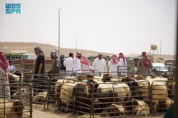 النجدي يصل لـ 2,100 ريال .. حركة شرائية نشطة للأضاحي بمدينة الأنعام بعرعر