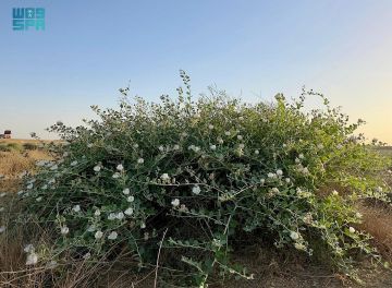 شاهد أفضل وأحب مراعي النحل .. محمية الإمام تركي تعيد شجرة القبار للمشهد البيئي شاهد أفضل وأحب مراعي النحل .. محمية الإمام تركي تعيد شجرة القبار للمشهد البيئي