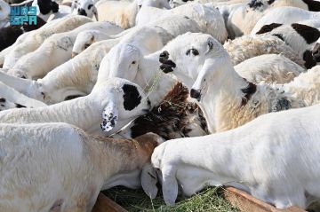 أسواق المواشي في جازان .. حركة نشطة وطلب متزايد وارتفاع نسبي في الأسعار