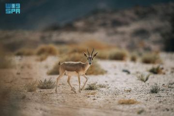 شاهد.. محمية نيوم تنجح في إعادة توطين ستة أنواع من الحيوانات البرية بعد غياب امتد لعقود