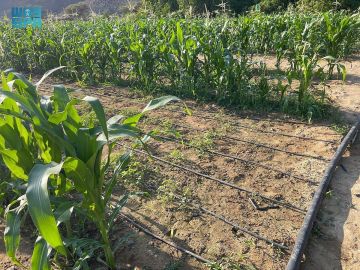 نعناع من جدة وجرجير من الطائف.. نتائج مخبرية ترصد مبيدات زائدة في منتجات زراعية بمكة المكرمة نعناع من جدة وجرجير من الطائف.. نتائج مخبرية ترصد مبيدات زائدة في منتجات زراعية بمكة المكرمة