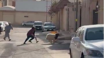 عبدالله السدحان يوثق لحظة طريفة لهروب خروف العيد ويعلق بطرافته المعهودة