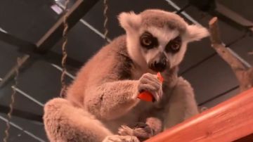 غابة العجائب تحظى بإعجاب وتفاعل كبير من الزوار.. فيديو غابة العجائب تحظى بإعجاب وتفاعل كبير من الزوار.. فيديو