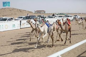 ميدان نجران للهجن يعلن نتائج سباقه لسن اللقايا فما فوق