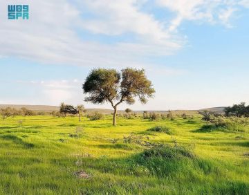 محمية الإمام تركي تسهم في مكافحة العواصف الرملية بالتشجير والتجدد الطبيعي
