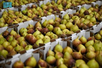 القصيم تعزز مكانتها الزراعية بزراعة التين وتنوع المحاصيل القصيم تعزز مكانتها الزراعية بزراعة التين وتنوع المحاصيل