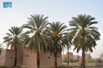 شاهد .. بواكير تمور نجران تنشط الأسواق وتعزز الحراك الاقتصادي