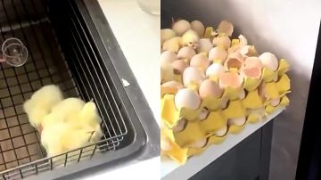 امرأة تفاجأ بفقس البيض الذي تركته في منزلها بعد غياب طويل .. فيديو