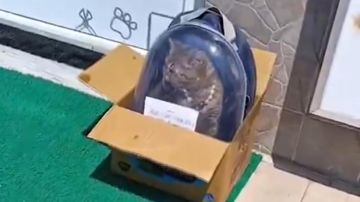 امرأة تعثر على قطة مريضة أمام عيادة بيطرية مع رسالة مؤثرة.. فيديو