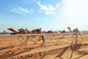 36 شوطا تنطلق غدا في ميدان نجران للهجن ضمن منافسات المفاريد