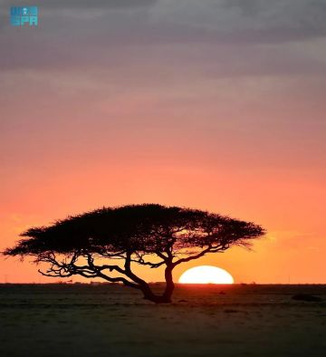 أشجار السمر تزين سهول أملج وتشكل ملاذا بيئيا في السواحل الشمالية