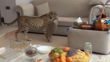 رجل يوثق تجول الفهود داخل منزله بهدوء..فيديو رجل يوثق تجول الفهود داخل منزله بهدوء..فيديو