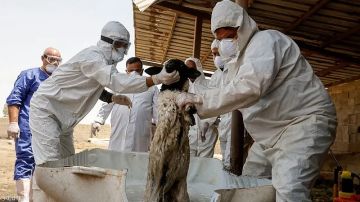 يثير القلق.. 30 وفاة بالحمى النزفية في العراق منذ مطلع 2025..ولا يوجد لقاح