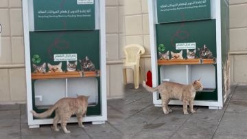 آلة ذكية بالحدائق لتوفير الطعام للقطط وإعادة تدوير العلب البلاستيكية.. فيديو آلة ذكية بالحدائق لتوفير الطعام للقطط وإعادة تدوير العلب البلاستيكية.. فيديو
