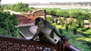 قرود تتسبب في فوضى داخل معبد هندي: مقتل شخصين وإصابة 19 آخرين