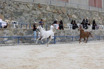 أبها .. ورشة تصوير الخيل تشهد تفاعلا كبيرا وإبداعات بصرية لافتة