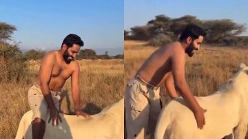 المطيري يروض أسدا في الغابة ويصعد على ظهره في مشهد مدهش .. فيديو