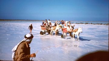 صورة تاريخية نادرة تظهر رحلة زوار أجانب من القطيف إلى تاروت بعربات القاري .. صور