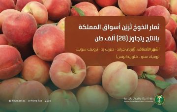 إيرلي جراند وفلوريدا.. الخوخ يزين أسواق المملكة وإنتاجه المحلي يتجاوز 28 ألف طن