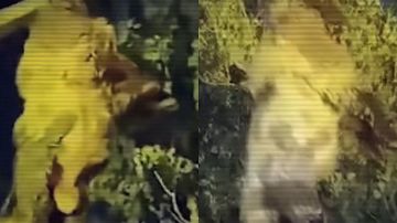 خروف ينجو بـ قفزة مدهشة فوق أسلاك الكهرباء .. فيديو