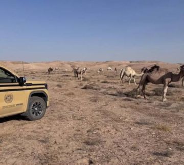 ضبط مخالف لنظام البيئة لارتكابه مخالفة رعي في محمية الملك عبدالعزيز الملكية