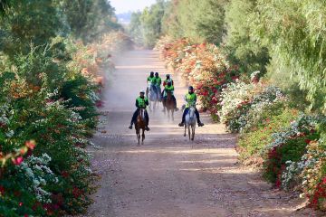 بـ65 بطولة محلية ودولية.. اتحاد الفروسية يكشف عن روزنامة موسمه الجديد حتى مايو 2026
