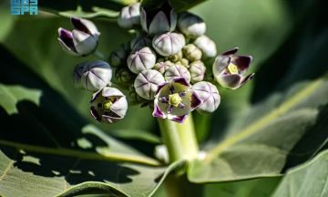 شاهد العشر.. نبات وافد ينتشر في الحدود الشمالية