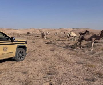 ضبط مواطن لارتكابه مخالفة رعي في محمية الملك عبدالعزيز الملكية