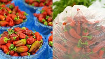 شقراء تتصدر إنتاج الفلفل في المملكة بنسبة تصل إلى 78 .. فيديو