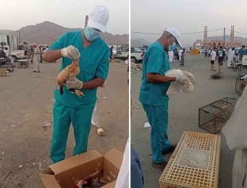 بيئة العرضيات تنفذ ورشة توعوية عن الأمراض المشتركة بين الطيور والإنسان بيئة العرضيات تنفذ ورشة توعوية عن الأمراض المشتركة بين الطيور والإنسان