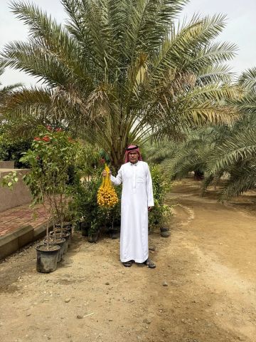 بيئة العرضيات تواصل متابعة حصاد النخيل والحمضيات في المزارع النموذجية