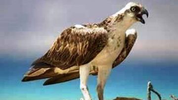 طائر جارح يشعل حريقا بعد إسقاط سمكة على خطوط الكهرباء