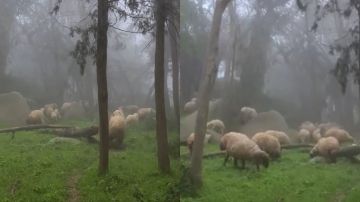 سحر الريف الباحي يخطف الأنظار ويضاهي جمال الريف السويسري.. فيديو