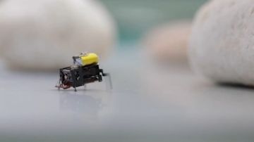 جامعة صينية تبتكر روبوتا فائق الصغر على شكل صرصور .. فيديو جامعة صينية تبتكر روبوتا فائق الصغر على شكل صرصور .. فيديو