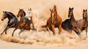 الحربي: المملكة تستعيد خلوها من طاعون الخيل الأفريقي بعد 25 عاما .. فيديو