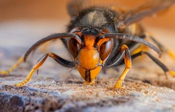 استجابة حكومية وتأهب أمني .. إنذار بيولوجي في آيرلندا بسبب دبور ذي أرجل صفراء استجابة حكومية وتأهب أمني .. إنذار بيولوجي في آيرلندا بسبب دبور ذي أرجل صفراء