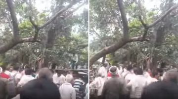 قرد يتسلل لمقر حكومي ويسرق حقيبة نقود .. فيديو