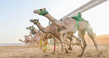 الأحد المقبل.. إغلاق باب تسجيل المطايا في مهرجان ولي العهد للهجن الأحد المقبل.. إغلاق باب تسجيل المطايا في مهرجان ولي العهد للهجن