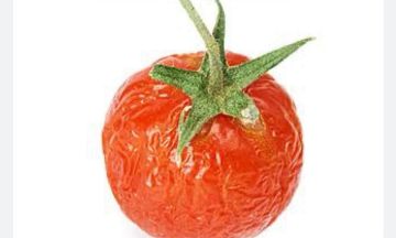 الخضيري يحسم الجدل: لا ترم الخضار الذابلة.. ما زالت صالحة!