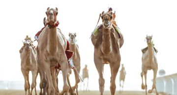 محافظ الطائف يتوّج الفائزين بكؤوس«اللقايا» ضمن مهرجان ولي العهد للهجن محافظ الطائف يتوّج الفائزين بكؤوس«اللقايا» ضمن مهرجان ولي العهد للهجن