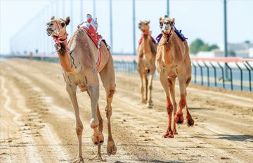 قائمة المواد المحظورة قبل انطلاق مهرجان ولي العهد للهجن قائمة المواد المحظورة قبل انطلاق مهرجان ولي العهد للهجن