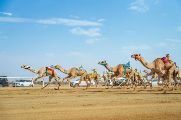 بمهرجان ولي العهد على أرض ميدان الطائف التاريخي.. الهجن السعودية تخطف 15 شوطا في الجذاع بمهرجان ولي العهد على أرض ميدان الطائف التاريخي.. الهجن السعودية تخطف 15 شوطا في الجذاع