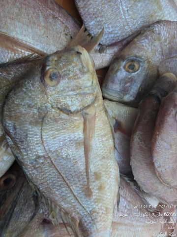 مصادرة وإتلاف أكثر من 4 أطنان من الأسماك الفاسدة بجدة