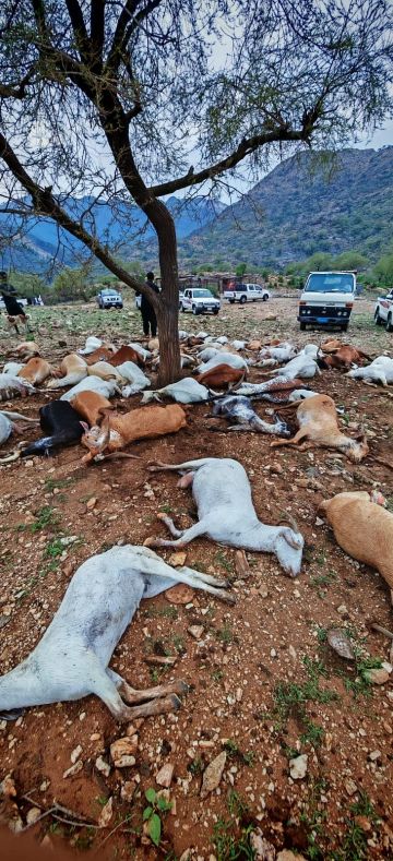 صاعقة رعدية تقتل 72 رأسا من الماعز في قرية الأهمال برجال ألمع