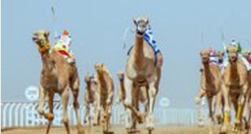 في انطلاق مهرجان ولي العهد للهجن بالطائف.. تألق سعودي في الحقايق .. والتوقيت الأفضل لـ وطن  في انطلاق مهرجان ولي العهد للهجن بالطائف.. تألق سعودي في الحقايق .. والتوقيت الأفضل لـ وطن