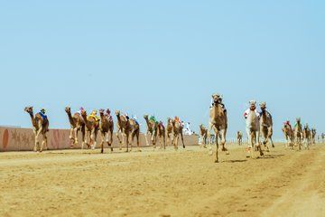 سيطرة سعودية في انطلاقة مهرجان ولي العهد للهجن 2025 بالطائف