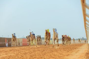 انطلاق منافسات فئة اللقايا في مهرجان ولي العهد للهجن غدا الجمعة